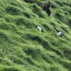 PICTURES/PUFFINS - Helmaey Island/t_PU (13).jpg